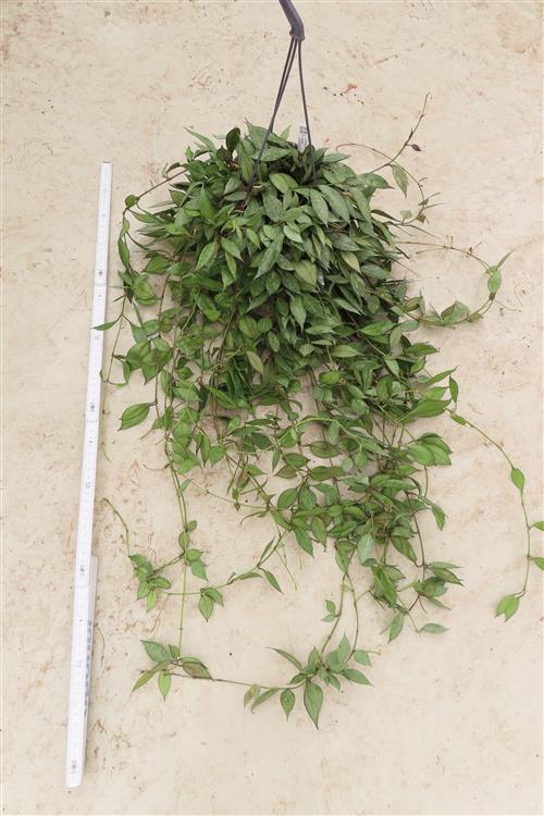 Hoya lacunosa Laos – Bild 3