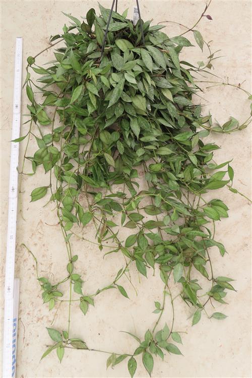 Hoya lacunosa Laos – Bild 2