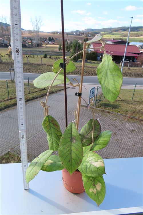 Hoya Sabah – Bild 3