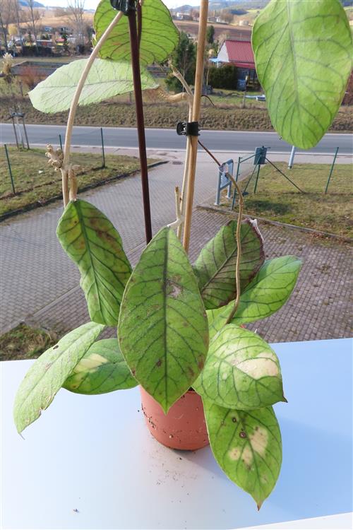 Hoya Sabah – Bild 2