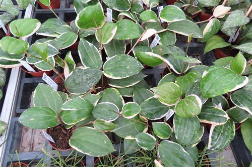 Hoya latifolia albo Round Leaf – Bild 2