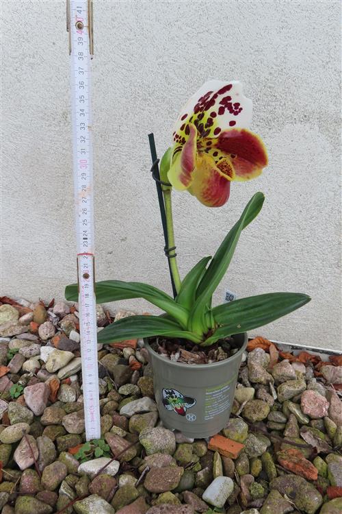Orchidee Paphiopedilum, USA Hybride – Bild 2