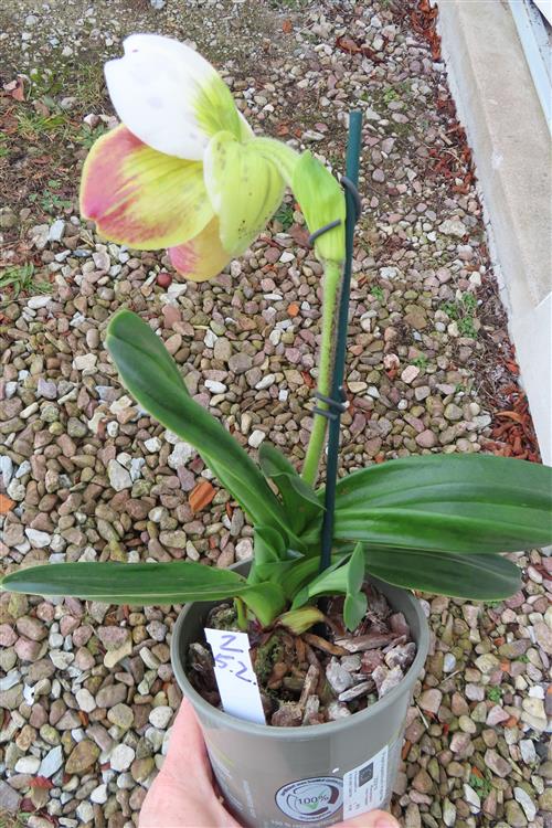 Orchidee Paphiopedilum, USA Hybride – Bild 3