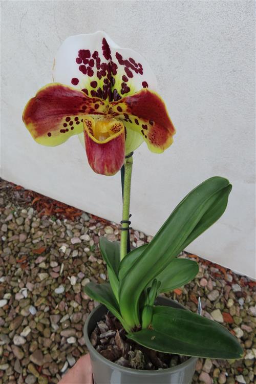 Orchidee Paphiopedilum, USA Hybride – Bild 4