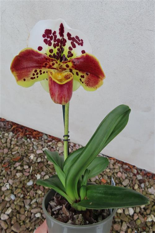 Orchidee Paphiopedilum, USA Hybride – Bild 5