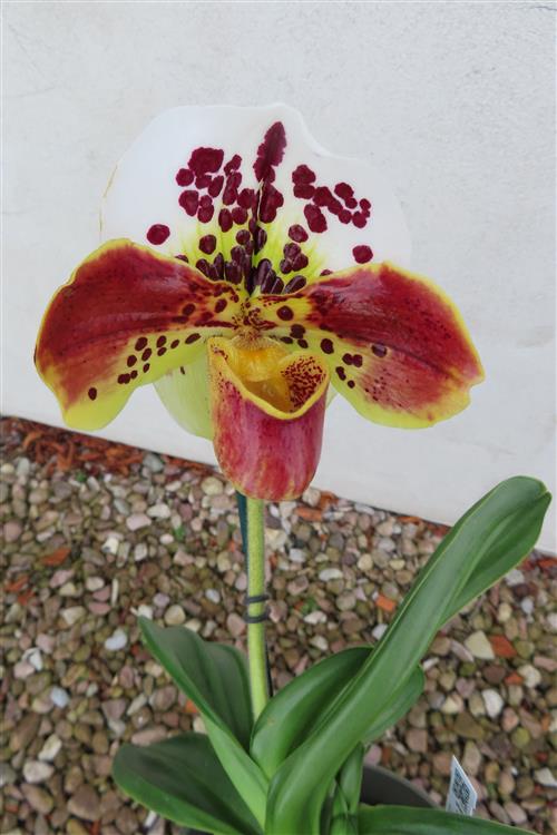 Orchidee Paphiopedilum, USA Hybride – Bild 6