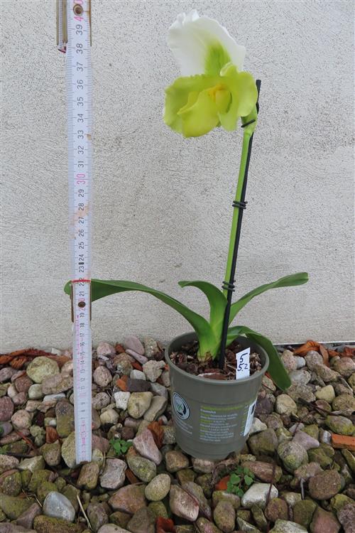 Orchidee Paphiopedilum, USA Hybride – Bild 2