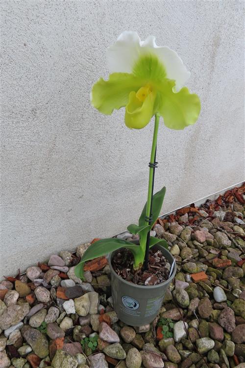 Orchidee Paphiopedilum, USA Hybride – Bild 3