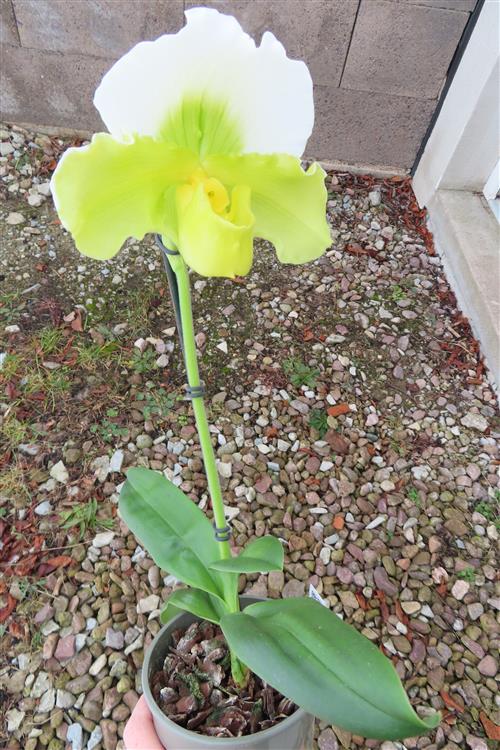 Orchidee Paphiopedilum, USA Hybride – Bild 4
