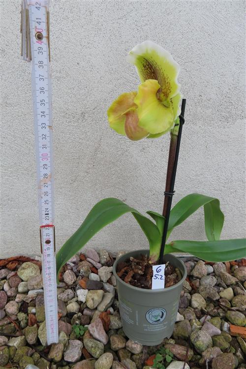 Orchidee Paphiopedilum, USA Hybride – Bild 2