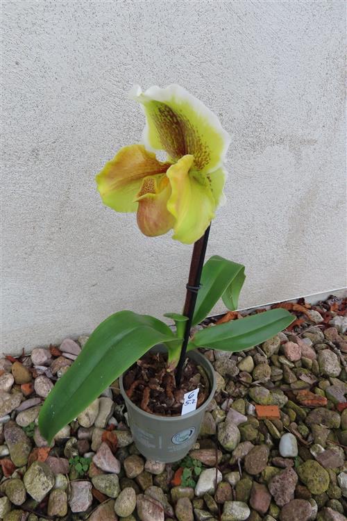 Orchidee Paphiopedilum, USA Hybride – Bild 3
