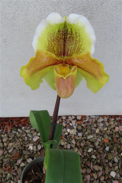 Orchidee Paphiopedilum, USA Hybride – Bild 4