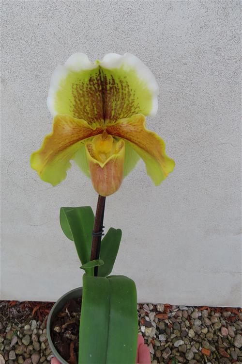 Orchidee Paphiopedilum, USA Hybride – Bild 5