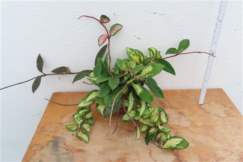 Hoya carnosa tricolor – Bild 2