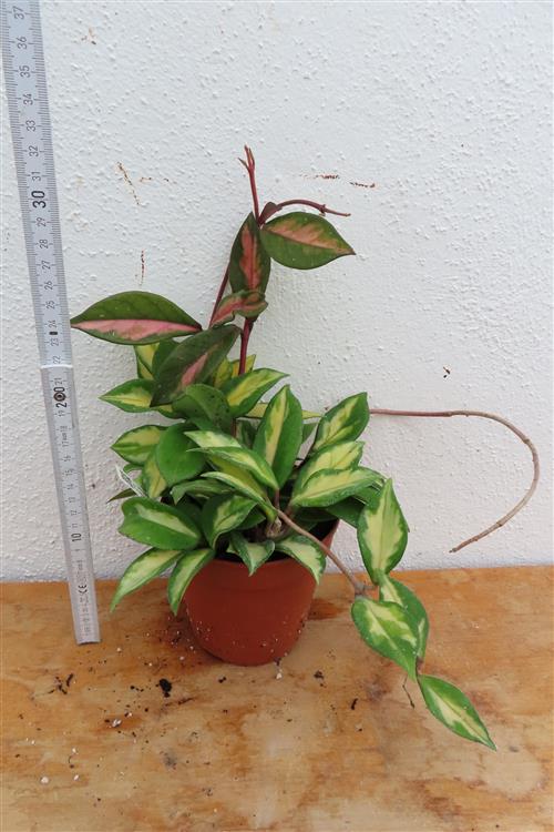 Hoya carnosa tricolor – Bild 2