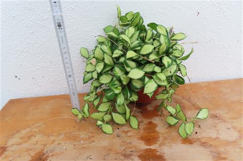 Hoya heuschkeliana – Bild 2