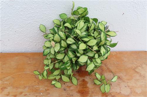 Hoya heuschkeliana – Bild 3