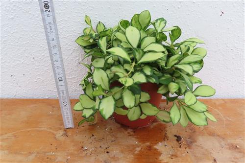 Hoya heuschkeliana – Bild 3