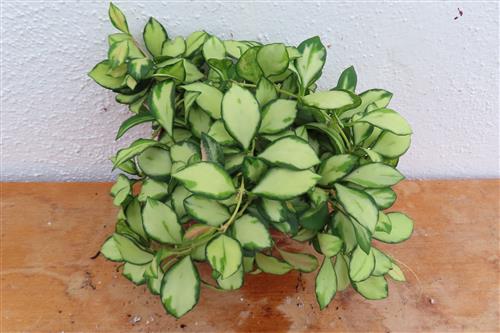 Hoya heuschkeliana – Bild 2