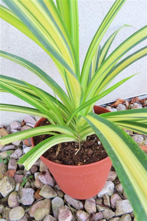 Schraubenbaum Pandanus tectorius Baptistii variegata