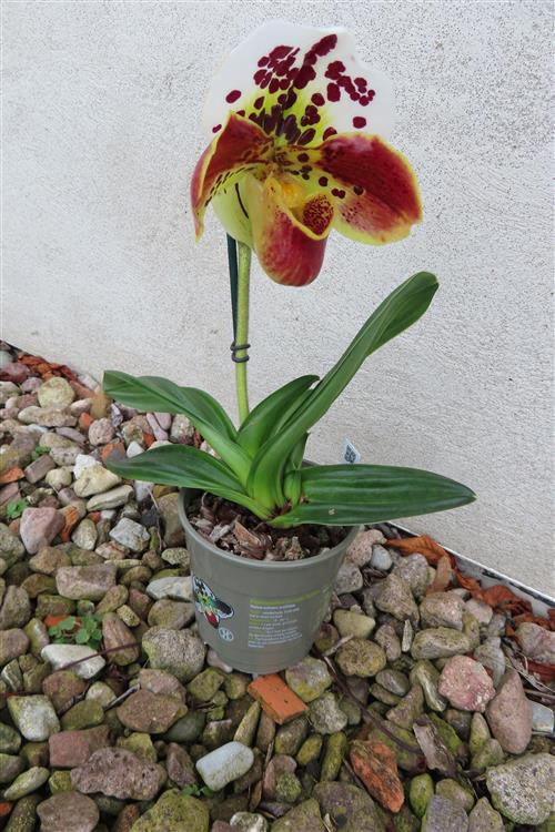 Orchidee Paphiopedilum, USA Hybride
