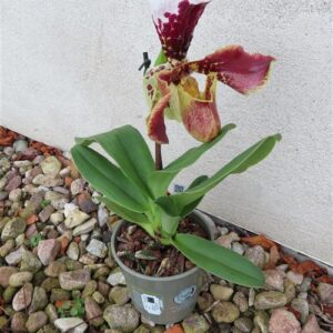 Orchidee Paphiopedilum, USA Hybride