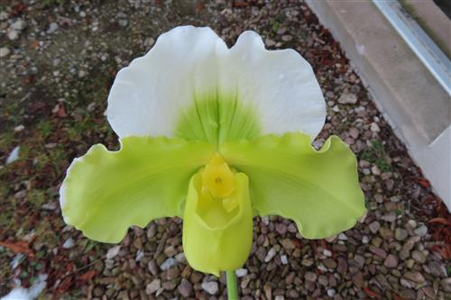 Orchidee Paphiopedilum, USA Hybride