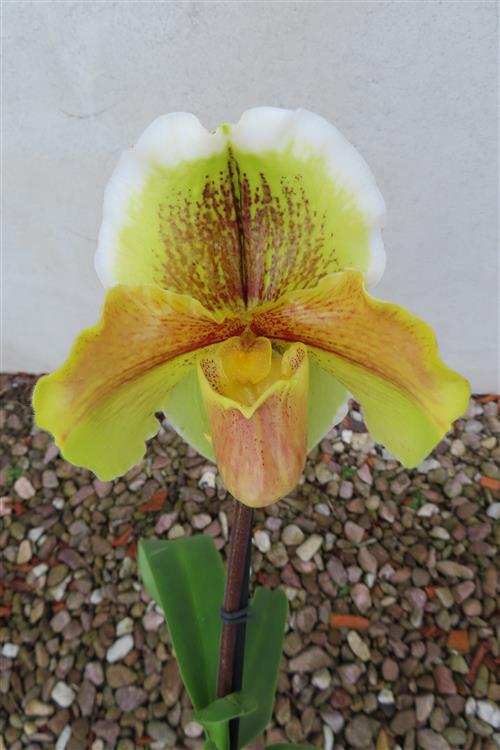 Orchidee Paphiopedilum, USA Hybride