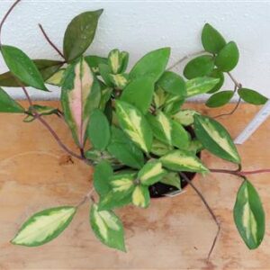 Hoya carnosa tricolor