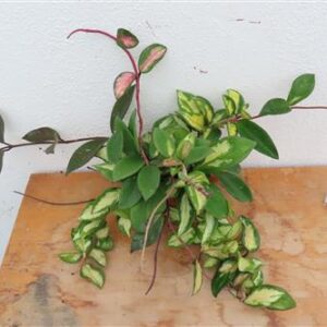 Hoya carnosa tricolor