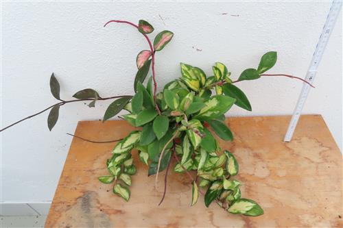 Hoya carnosa tricolor