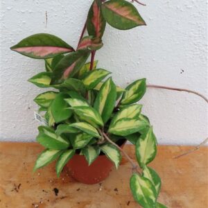 Hoya carnosa tricolor