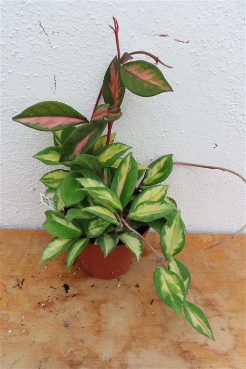 Hoya carnosa tricolor