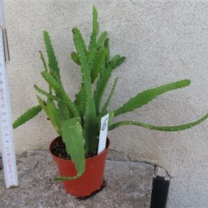 Lepismium monacanthum