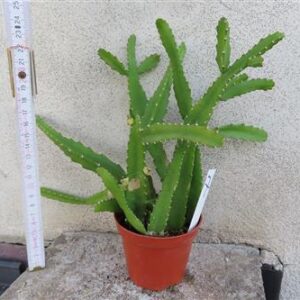 Lepismium monacanthum