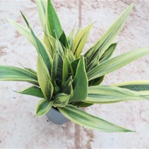 Sansevieria Golden Flame