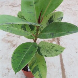 Ficus elasica shivereana