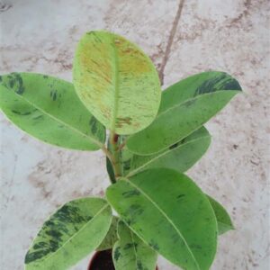 Ficus elasica shivereana