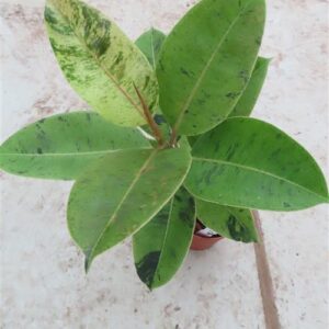 Ficus elasica shivereana