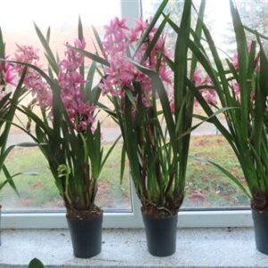 Orchidee Cymbidium Jolly Red