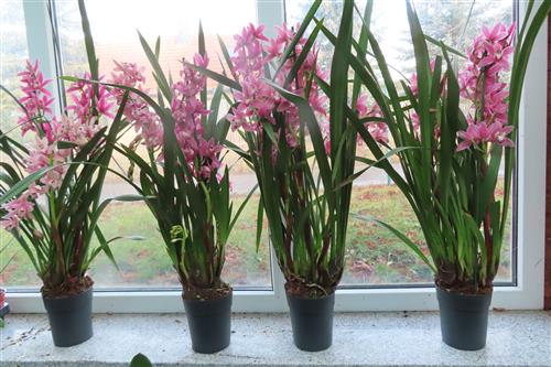 Orchidee Cymbidium Jolly Red