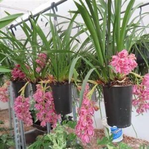 Orchidee Cymbidium Ruby Eyes Red Baron