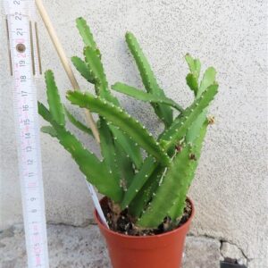 Lepismium monacanthum