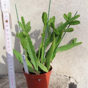 Lepismium monacanthum