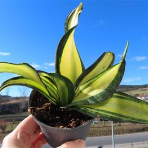 Sansevieria Curly Galaxy