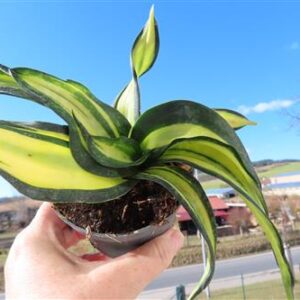 Sansevieria Curly Galaxy