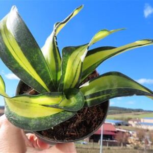 Sansevieria Curly Galaxy