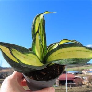 Sansevieria Curly Galaxy