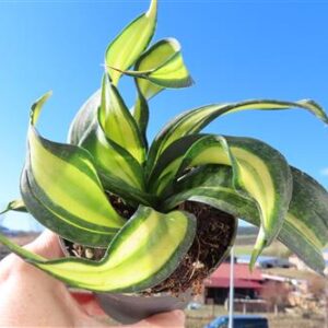 Sansevieria Curly Galaxy