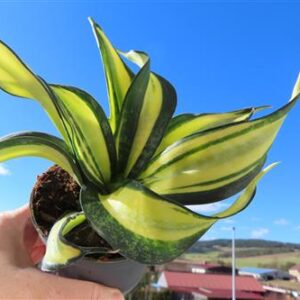 Sansevieria Curly Galaxy
